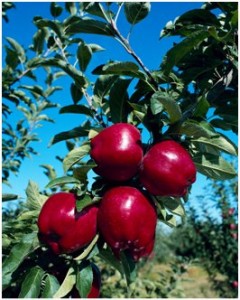 Apples on a Tree