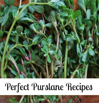 Perfect Purslane Recipes